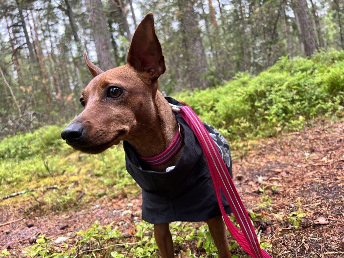 En hund med sele och jacka står i en skog.