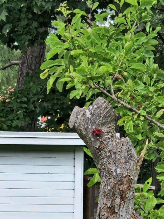 Beskuren trädstam, nya skott, gröna löv, röd svamp, vit skjulbakgrund, trädgårdsmiljö.