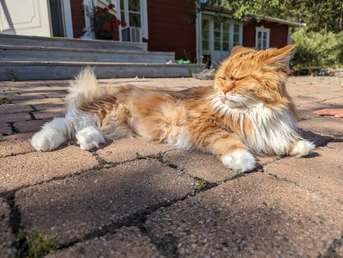 Långhårig orangevit katt ligger avslappnad på stenplattor framför röd trähusveranda i solskenet.