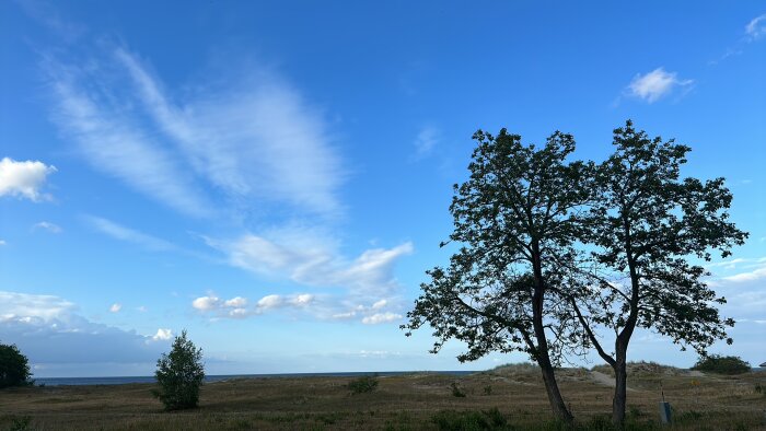 Två träd, blå himmel, vita moln, fält, kustlinje, fridfullt, dagtid, natur.