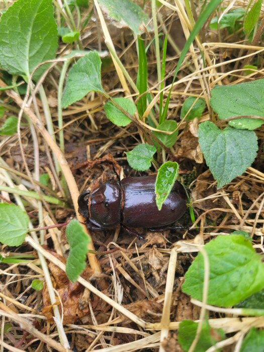 En brun skalbagge bland gröna blad och torrt gräs på jorden.