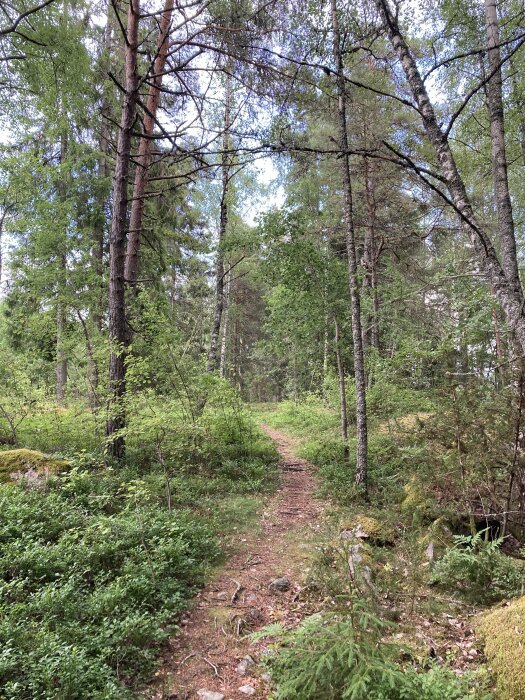 Smal stig i skog, gröna träd, buskar, ljus dagsljuset, ingen människa, natur, stilla, friluftsliv, vildmark.