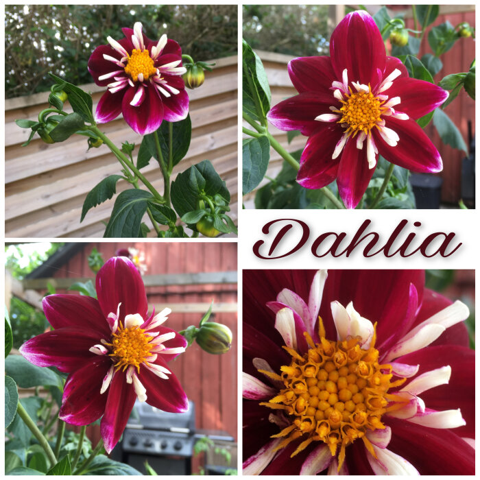 Fyra närbilder av mörkröda dahlior med vita spetsar och en text "Dahlia".