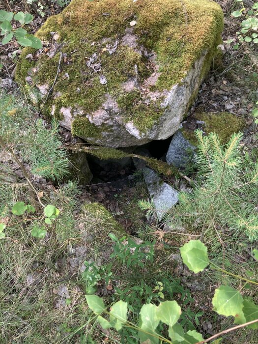 Mossbeklädd sten i skog med hålighet nedanför, flankerad av gröna växter och småträd.