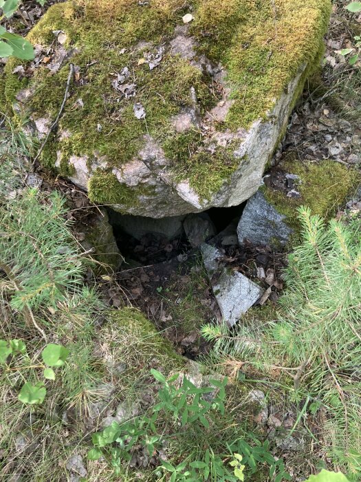 Stor sten med mossa, omgiven av skogsväxter och mindre stenar. Natur, dagsljus.