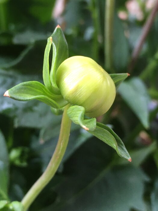 Knopp mot gröna blad, nära inspektion, naturligt ljus, orörd av blommning, frisk växtliv.