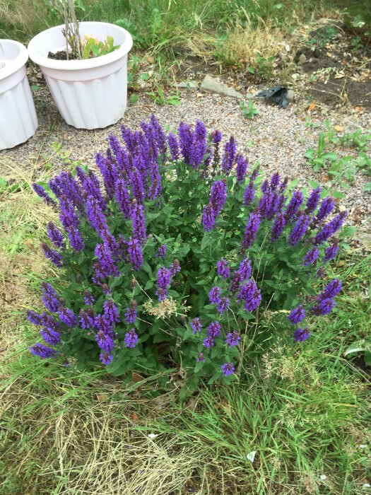 Lila blommande salvia i en trädgård med två vita krukor och grusig mark.