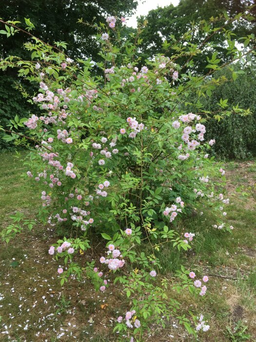 Buske med rosa blommor, gröna löv, gräs och träd i bakgrunden, ljus dag.