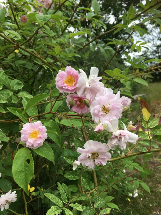 Ljusrosa vilda rosor med gula mitten, gröna blad, naturlig bakgrund, dagtid.