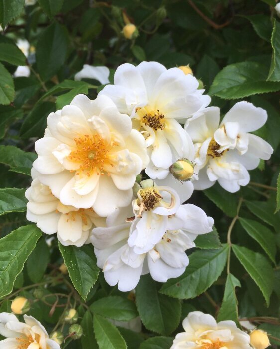 Vita blommor, gula pistiller, gröna blad, närbild, naturljus, ingen människa, buske, sommar, flora, rosor.