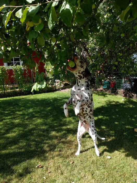 Dalmatiner står på bakbenen, nosar på äpple, under ett träd, i solig trädgård.