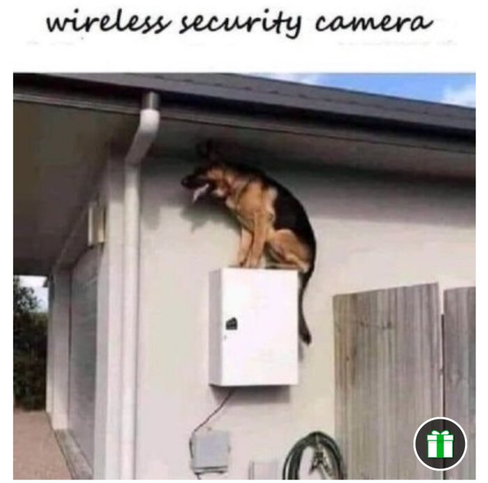 Hund sitter ovanför en låda, humorsamt kallad en "wireless security camera".