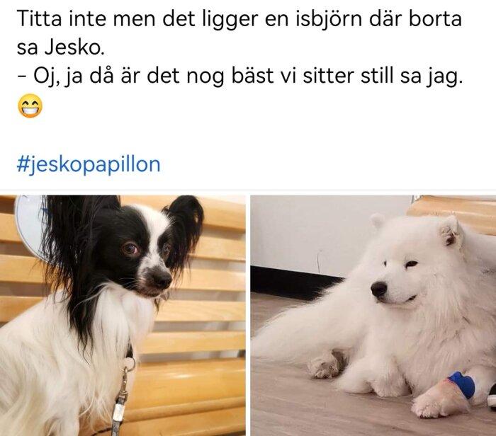 Två hundar, en Papillon och en Samojed, med humoristisk text med dialog. #jeskopapillon.