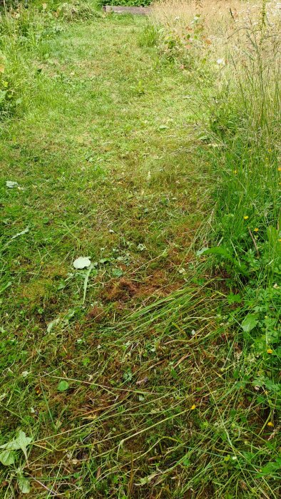 Ojämn gräsmatta med högt gräs och vildväxande vegetation, nyligen klippt område, sommardag.