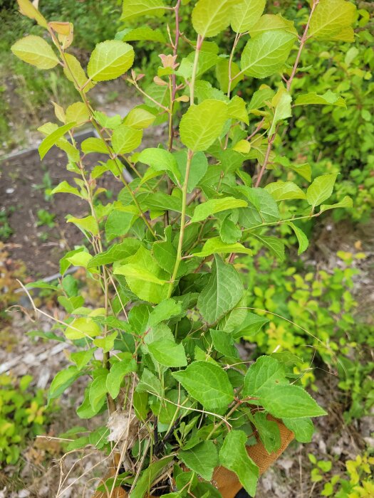 Ung buske med gröna löv i en naturlig miljö, mot suddig bakgrund av jord och vegetation.