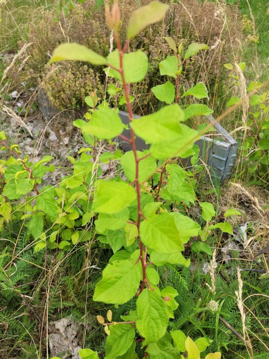 Grön planta med röda stammar förgrund, otydlig bakgrund med gräs och lövverk. Naturlig miljö, dagtid.