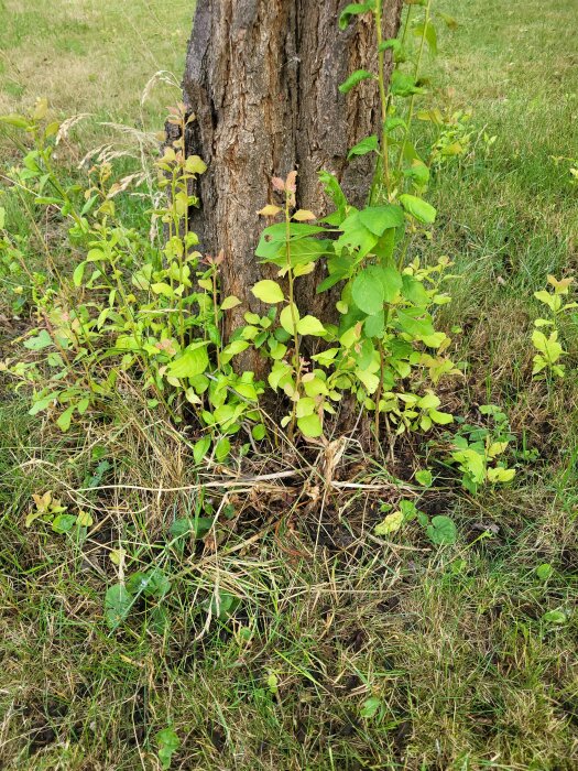 Gammalt träd, sprickor i barken, unga skott, gräsmark, grön vegetation, ingen himmel synlig.