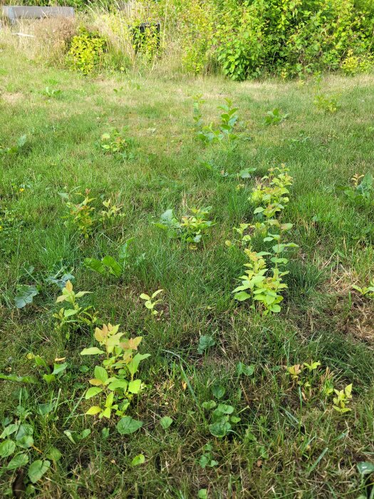 Grön gräsmatta med planterade rader av små, gula och gröna plantor, dagtid, soligt utomhus.