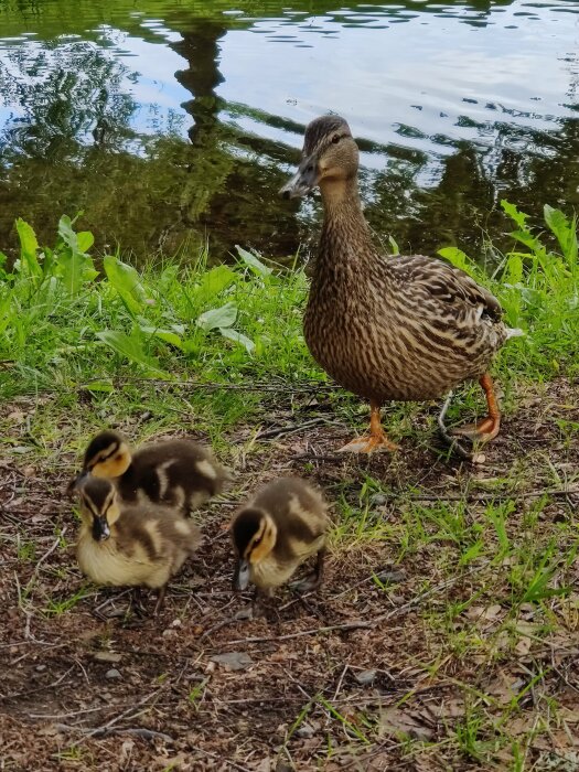 Anka med tre kycklingar på gräset vid vattnet. Reflektion av träd i vattnet. Natur, vildliv.