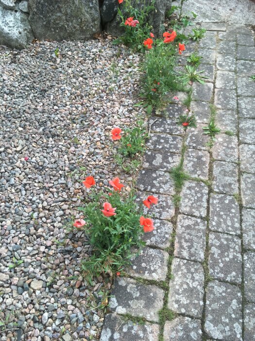 Röda blommor växer längs spruckna stenplattor och grus. Ogräs syns mellan plattorna. Naturlig, vild växtlighet.