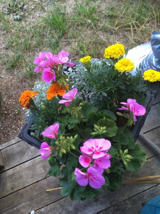 Ett arrangemang av färgglada blommor på en träaltan; pelargoner och gula blomställningar i en svart tråg.