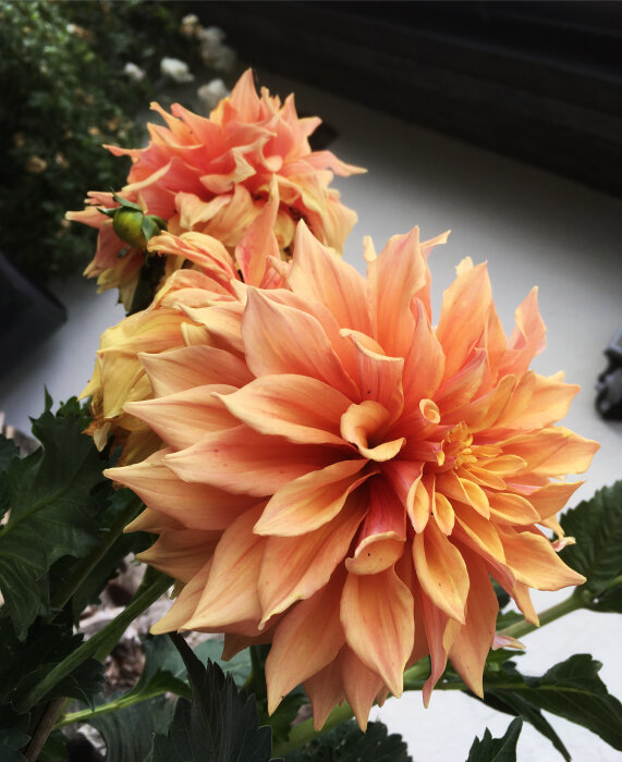 Färgstarka aprikos-orange dahlior i blom, med mörkgröna blad, mot suddig bakgrund.