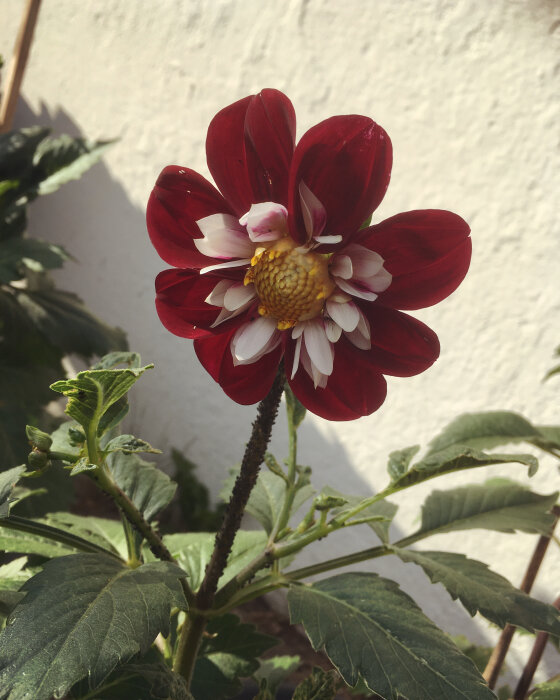 Rödvit dahlia, gröna blad, vit bakgrund, dagsljus, blommar, naturlig skönhet, utomhus, dekorativ, blommig elegans.