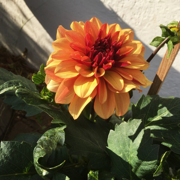 Orange dahlia med överlappande kronblad i solljus mot vit vägg.