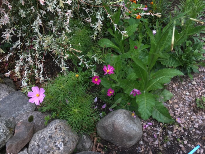 Trädgårdsrabatt med stenar, gröna växter, rosa blommor. Naturens lugn, otydlig bakgrund, naturligt dagsljus.