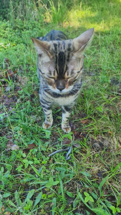En katt i grönt gräs, framifrån, med ögonen slutna, nära en liten blåaktig slingrande orm.
