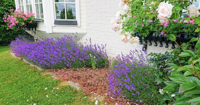 Vitputsad byggnad, fönster, blommande lavendel, rosor, sommar, grönska, trädgårdsdesign, lugn atmosfär.