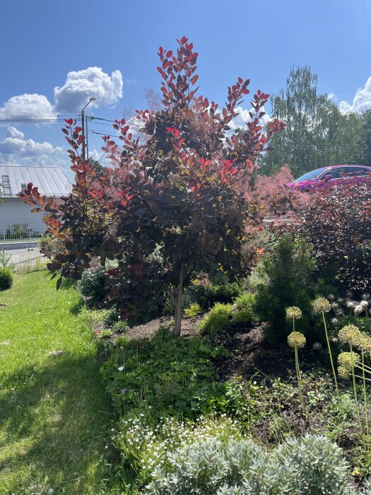 Ett rödbladigt träd, gröna växter, solig dag, vita moln, del av en bil.