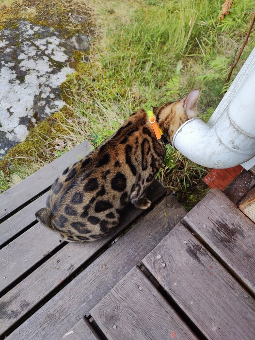 En bengalkatt med orange halsband snusar på en vattenledning utomhus nära en trätrall.