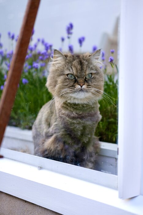 Långhårig katt sitter bakom fönster, lila blommor i bakgrunden, reflekterande glas, lugn blick, dagstid.
