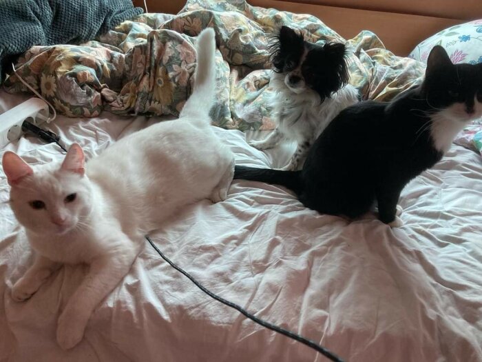 Vit katt, svartvit katt och liten hund på säng med blommigt täcke.