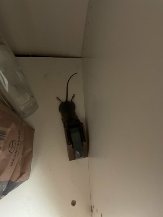 En mus fast i en fälla inne i ett skåp med en påse bredvid.