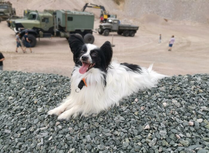 Hund framför grus, militärfordon i bakgrunden, personer, utomhus i grustag eller liknande miljö.