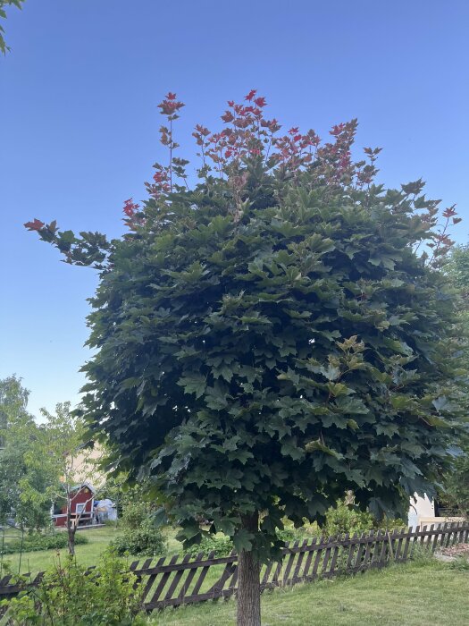 Ett grönt lövträd, röda toppblad, blå himmel, staket, gräs, hus i bakgrunden.