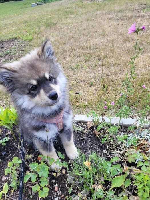 Söt valp med fluffig päls sitter utomhus nära blommor och tittar upp.