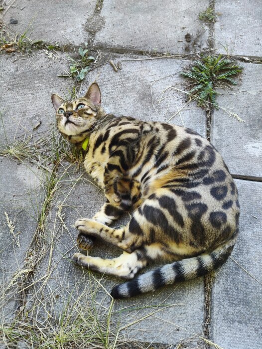 Bengalkatt ligger på stenplattor bland gräs, bär gul halsband, ser uppåt.