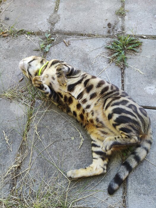 Katt med markanta mönster ligger upp och ner på betongplattor omgiven av grönt ogräs.