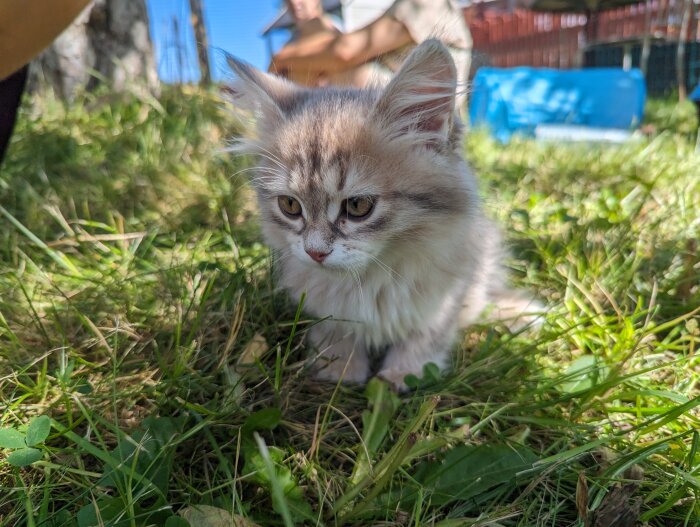 Fluffig kattunge utforskar grönt gräs utomhus med oskarp bakgrund och person i bakgrunden.