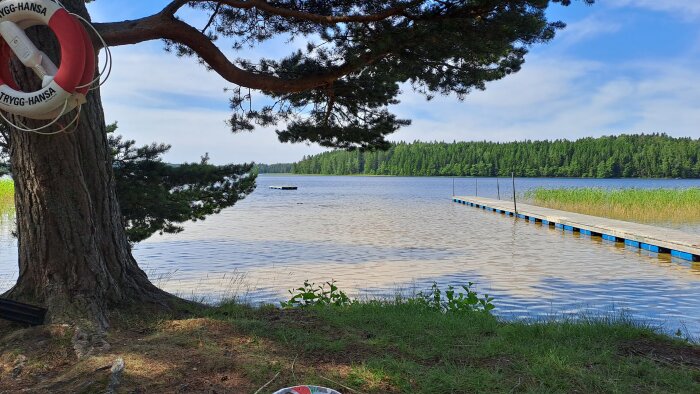 En lugn sjö, brygga, träd och en livboj hänger på trädstammen. Natur, sommar, avkoppling.