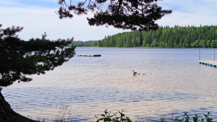 Sjö, bryggor, andar, skog, grenar i förgrunden, lugn, sommardag, natur, utomhus, reflektion på vattnet.