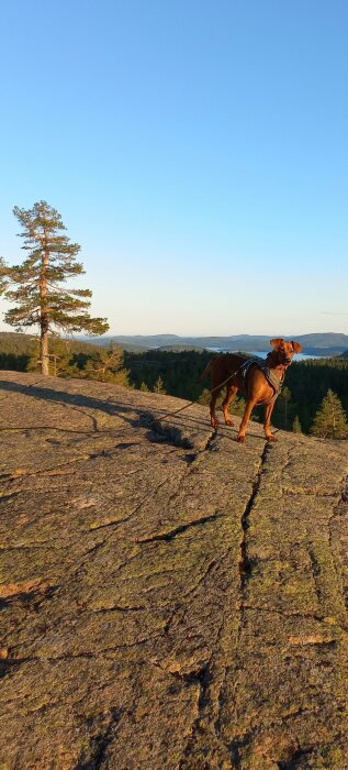 Hund på klippa vid solnedgång, tallträd, skogslandskap och sjö i fjärran.