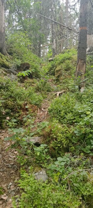 Tät skogslandskap, grönska, mossbeklädda stenar, träd, buskar, vandringsspår, naturens lugn.