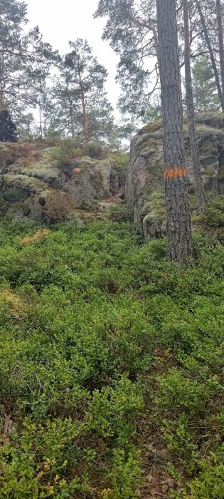 Skog, klippor, tallar, grönt ris, markerad vandringsled, naturskönt, utomhus, ingen människa synlig.