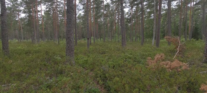 Tallskog med barrträd och ljusgröna låga växter, några bruna löv, mulet, ingen människa synlig.