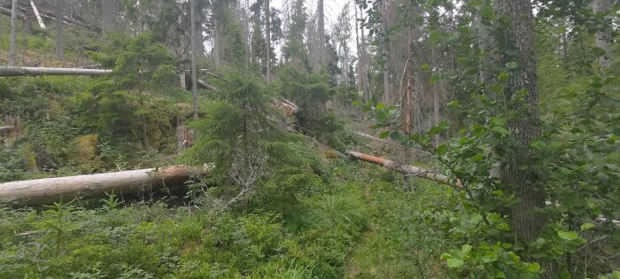 Tät skog, omkullfallna träd, grönt undervegetation, vild naturmiljö, dagsljus, obanad terräng.