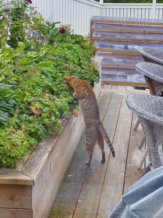 En katt står på bakbenen, nosar på blommor på en veranda med trämöbler.